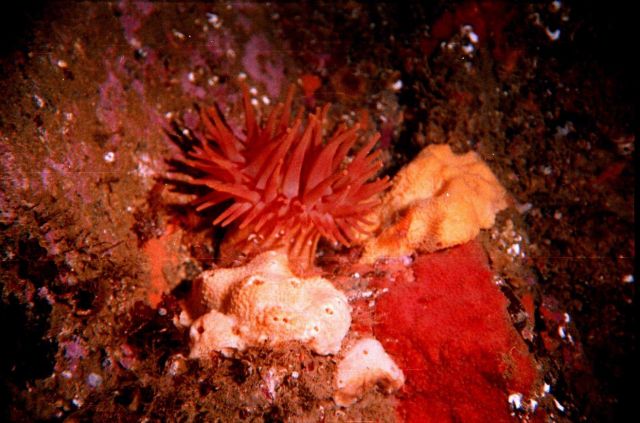Actinia (Actinia Tealia ?) in the Barents Sea at Dalnezelenetsky Bay, Lat Picture