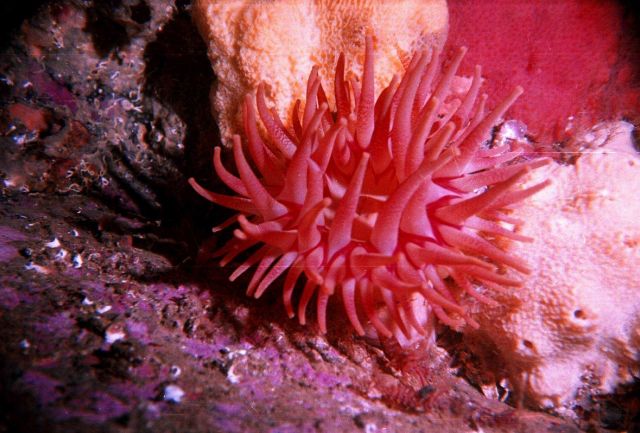 Actinia (Actinia Tealia ?) in the Barents Sea at Dalnezelenetsky Bay, Lat Picture