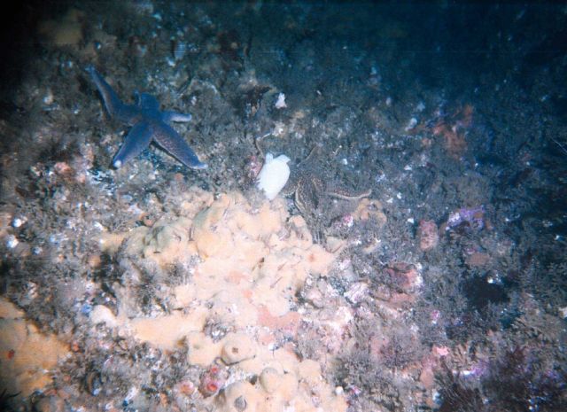 Sea-star (Asterias rubens) in the Barents Sea at Dalnezelenetsky Bay, Lat Picture