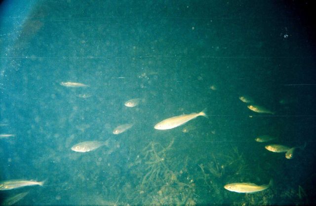 Green-cod Picture