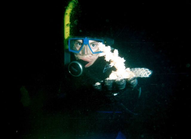 Soft coral (Eunephthya sp) Picture