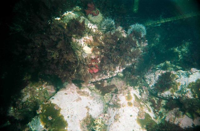 Sea-star (Asterias rubens) and sea-urchin (Strongylocentrotus droebachiensis) Picture