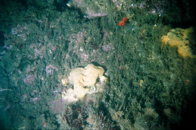 Dalnezelenetsky Bay, Lat Picture