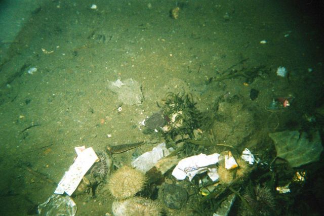 Typical view of bottom in a ship anchorage area Picture