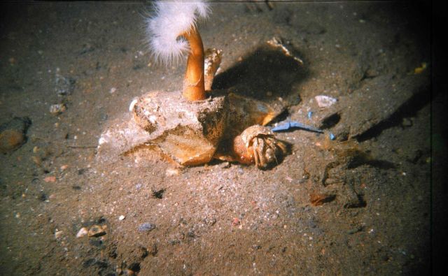 Typical view of bottom in a ship anchorage area Picture