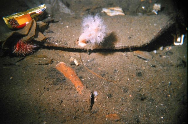 Typical view of bottom in a ship anchorage area Picture