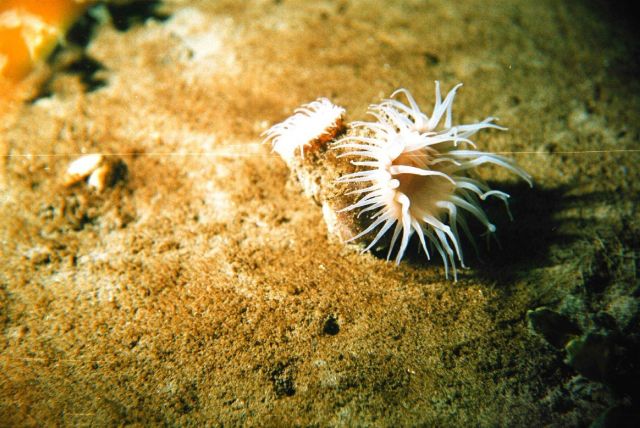 Actinia (Actiniaria g.sp.) Picture