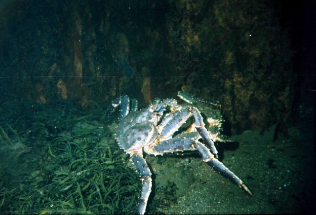 Red king crabs (paralithodes camtschaticus) Picture