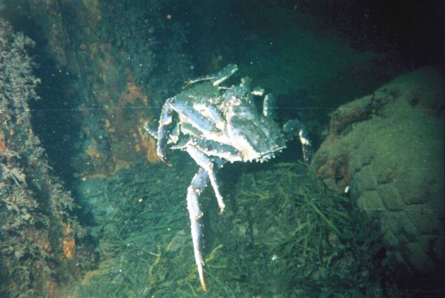 Red king crabs (paralithodes camtschaticus) Picture