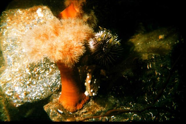 Actinia (Metridium senile) Picture