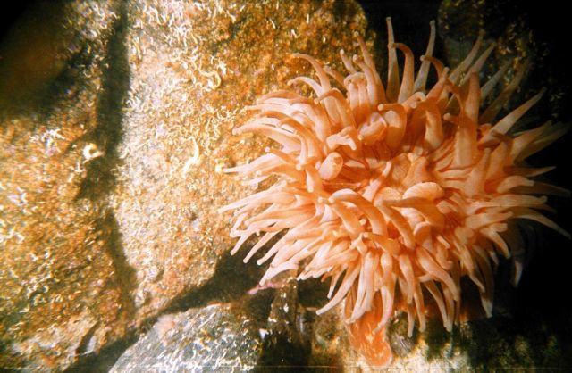 Actinia (Actiniaria Tealia ?) Picture