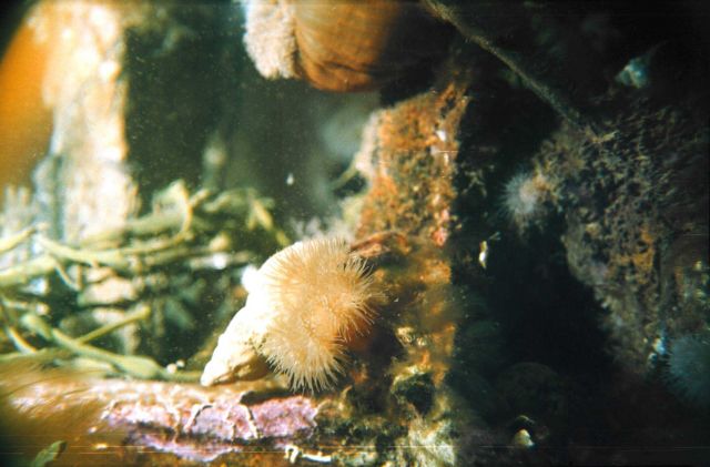 Actinia (Metridium senile) Picture