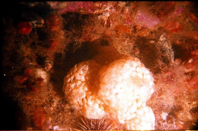 Ascidia (Ascidia Halocintia) and unknown eggs Picture
