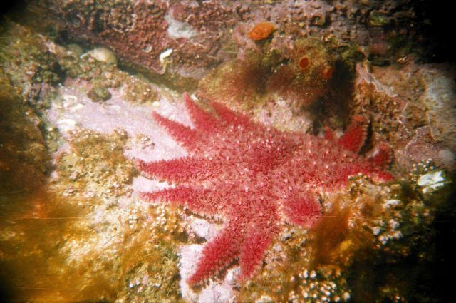 Sea-star Crossaster papposus Picture
