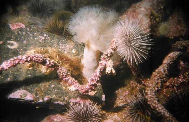 Actinia (Actiniaria Tealia?) Picture
