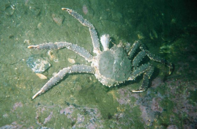 Running red king crab (Paralithodes camtschaticus) Picture