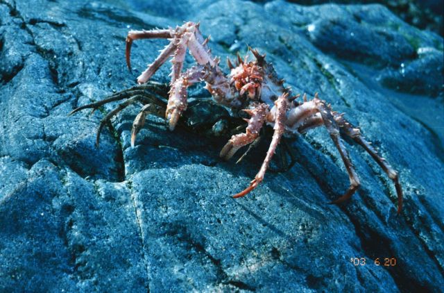 The domestic crabs (Lithodes maja) and (Hyas araneus) are becoming rare Picture