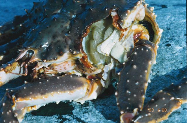 Healing trace of an injury on a living female red king crab (Paralithodes camtschaticus) Picture