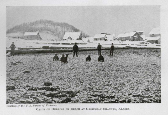 Catch of herring on beach at Gastineau Channel Picture