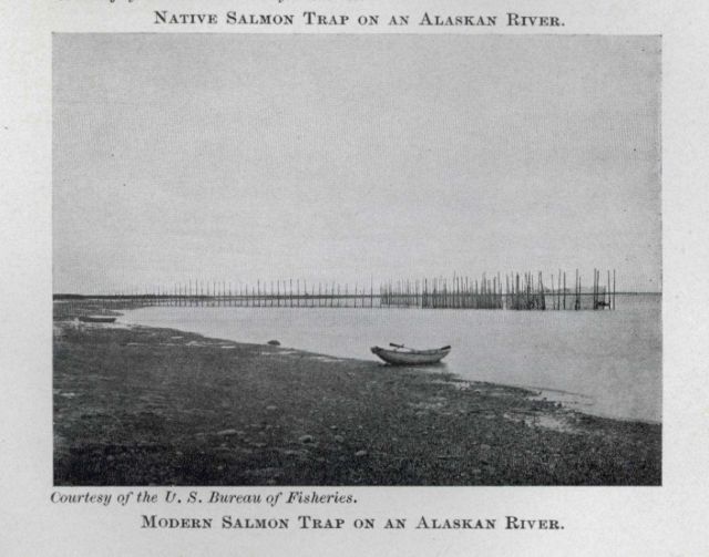 Modern salmon trap on an Alaskan River Picture