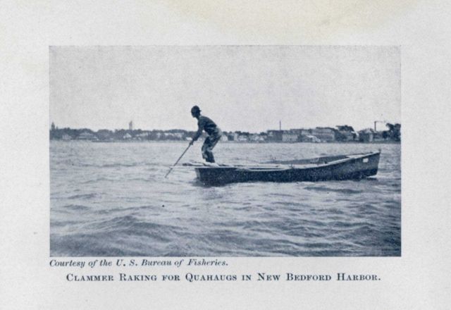 Clammer raking for quahaugs in New Bedford Harbor Picture