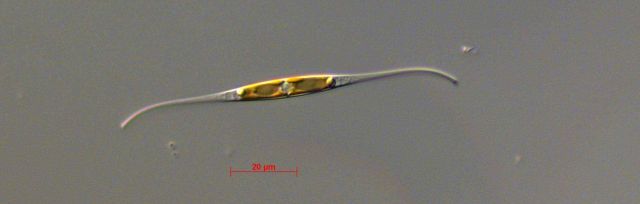Nitzschia reversa - live specimen Picture