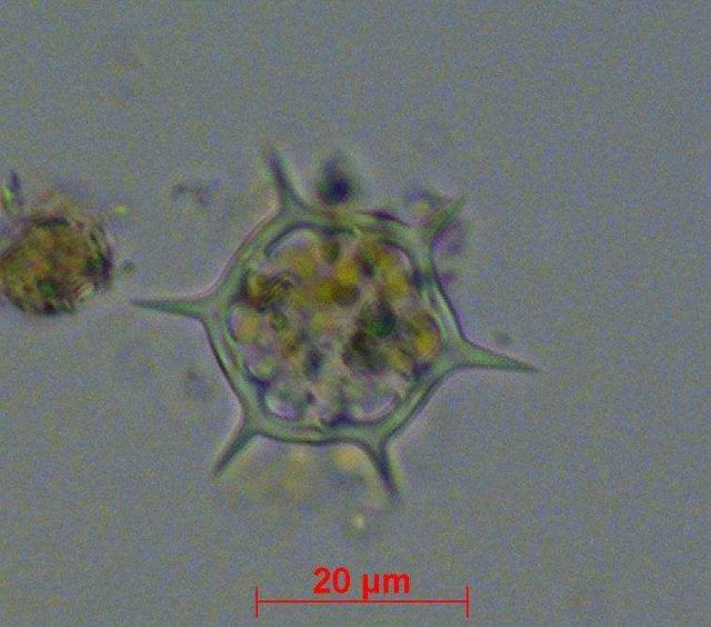 Distephanus speculus - live specimen Picture