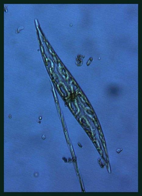 Gyrosigma sp Picture