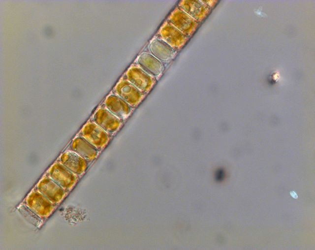 Melosira sulcata - live specimen Picture