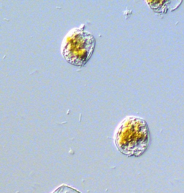 Prorocentrum minimum - live specimen Picture