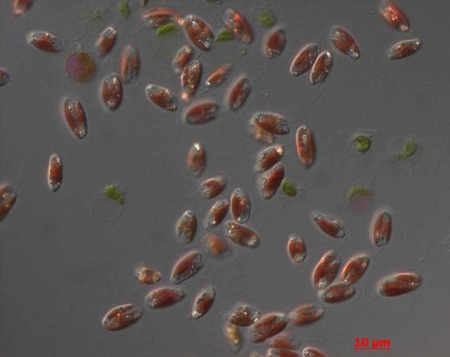 Rhodomonas sp Picture