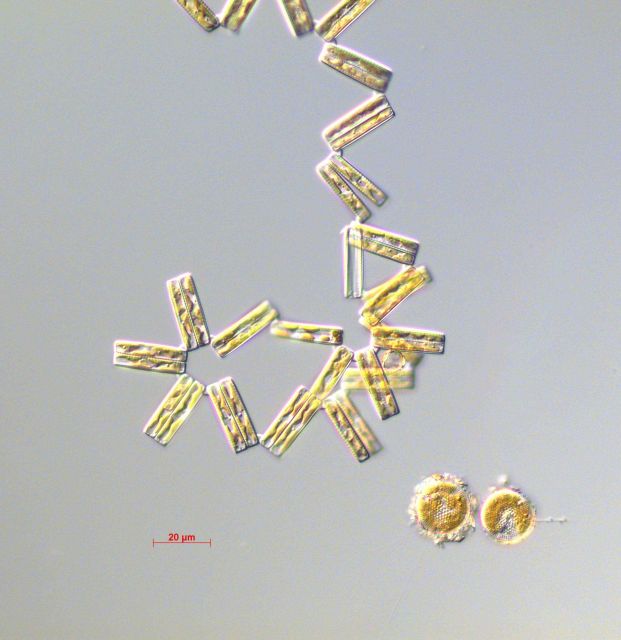 Thalassionema nitschioides - live specimen Picture