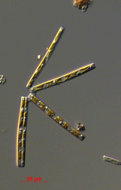 Thalassiothrix frauenfeldii - live specimen Picture