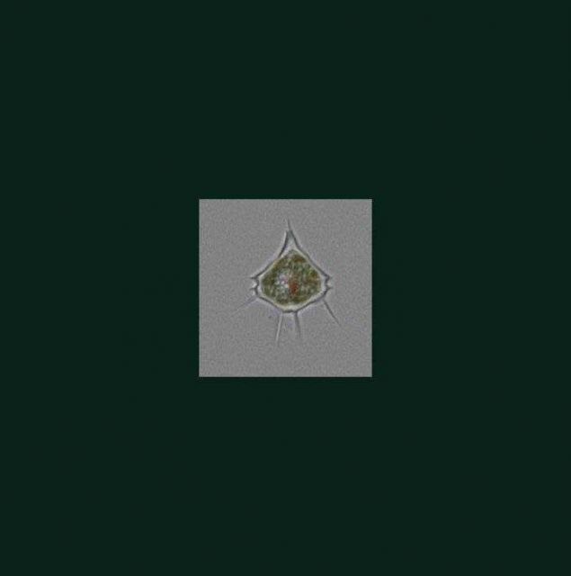 Protoperidinium quinquecorne - live specimen Picture