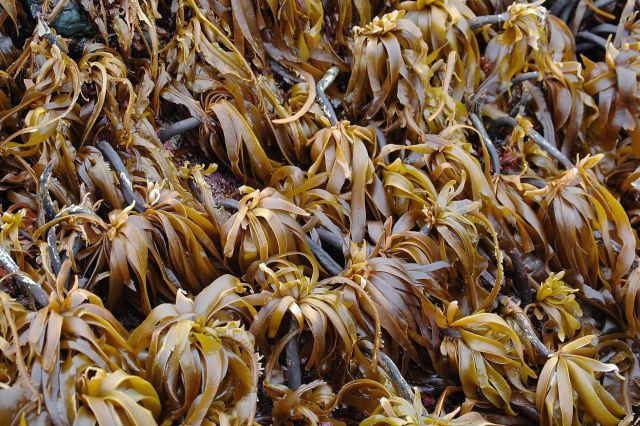 Algae - Alaria marginata Picture