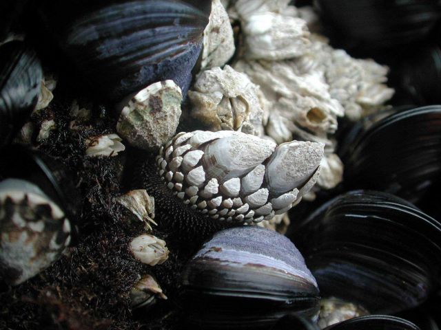 Gooseneck barnacles Picture