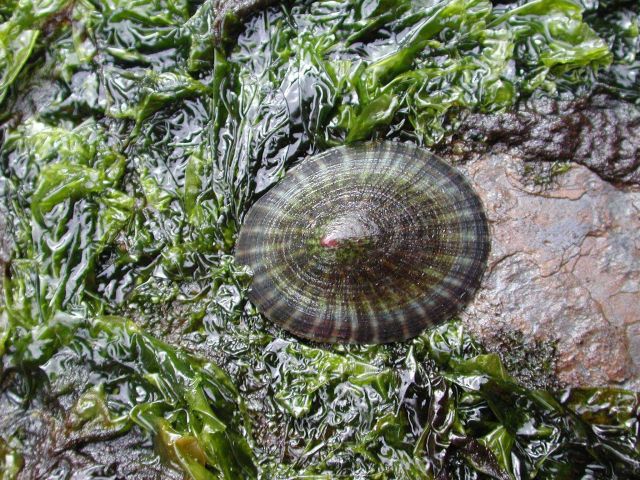 Grazing limpet - note the scoured rock behind the limpet Picture