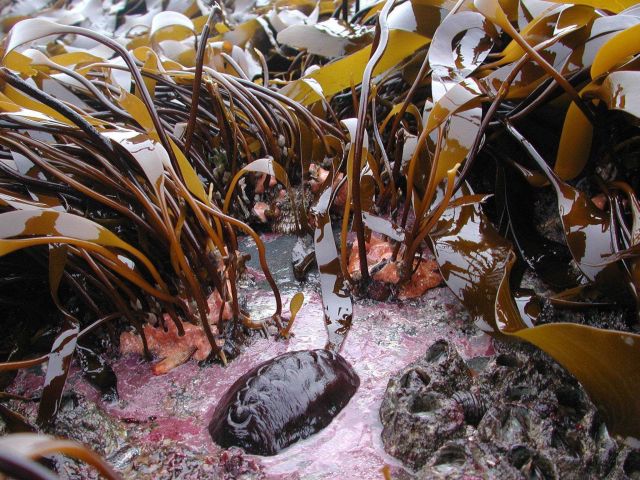 Chiton, algae, coralline algae, barnacles, and numerous small snails seen in the kelp Picture