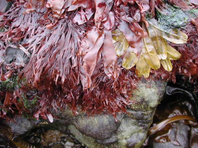 Numerous species of algae including red members of genus Palmaria Picture