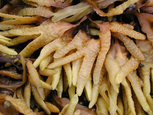 Rockweed algae (Fucus gardneri) Picture