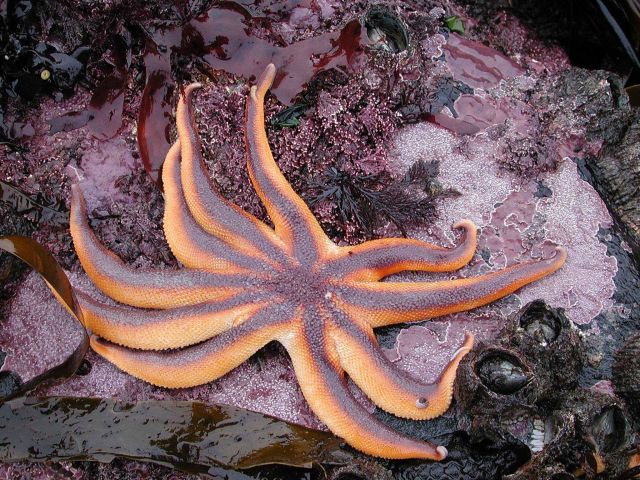 A large sun star (Solaster stimpsoni) Picture