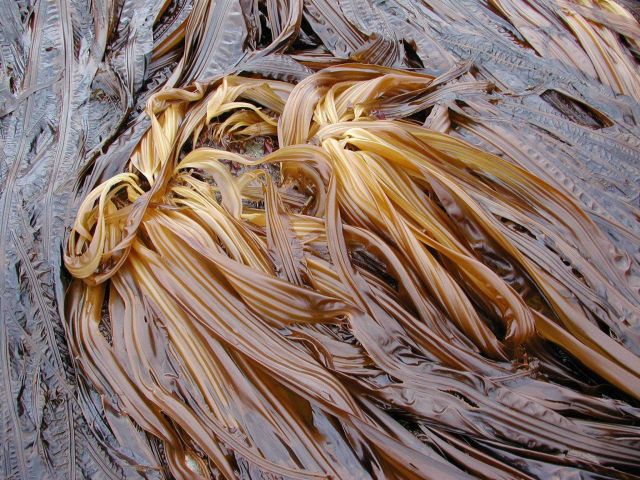 Three-ribbed kelp (Cymathaere triplicata) Picture