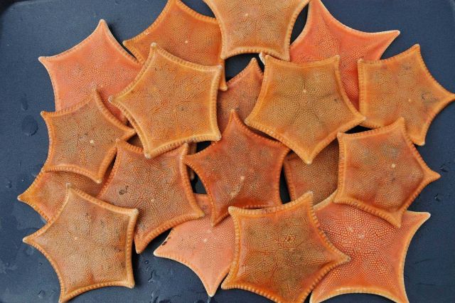 Bat stars brought up in a trawl haul. Picture