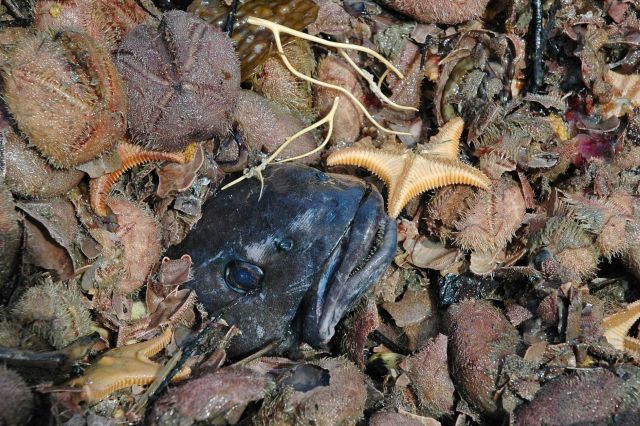 A black cod in trawl haul with sea urchins, bat stars, and other biota Picture