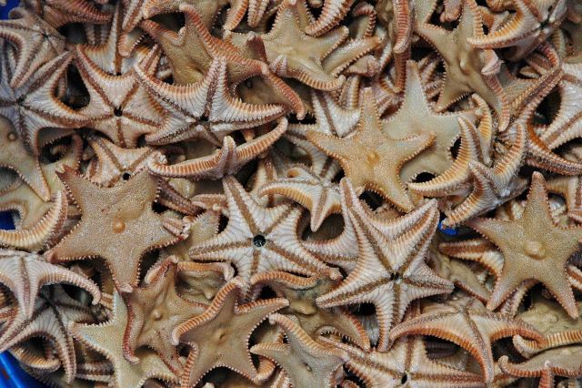 Mud stars (Ctenodiscus crispatus) brought up in trawl haul Picture
