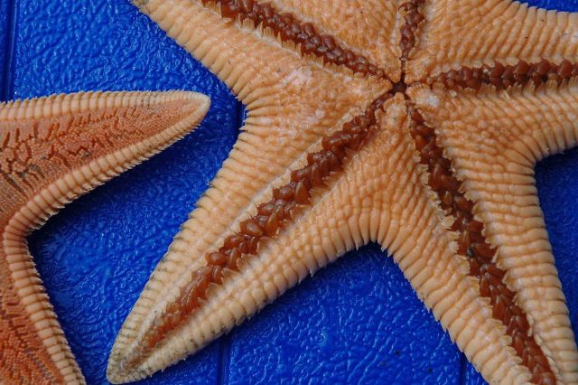 Mud stars (Ctenodiscus crispatus) brought up in trawl haul Picture