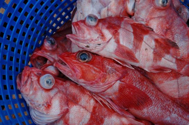 Rockfish obtained during trawl haul Picture