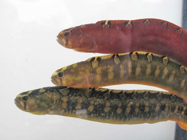 Crescent gunnels (Pholis laeta) Picture