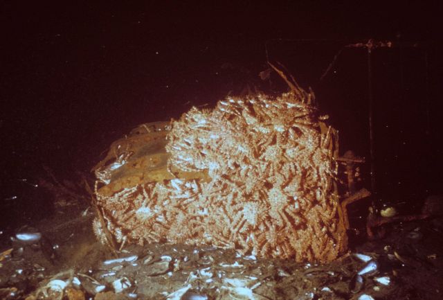 An agglomeration of king crabs Picture