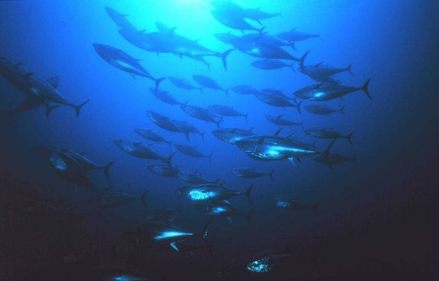 Group of tuna in the eastern chamber of the trap at Favignana Picture
